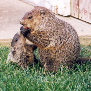How To Humanely Solve Your Groundhog Problems