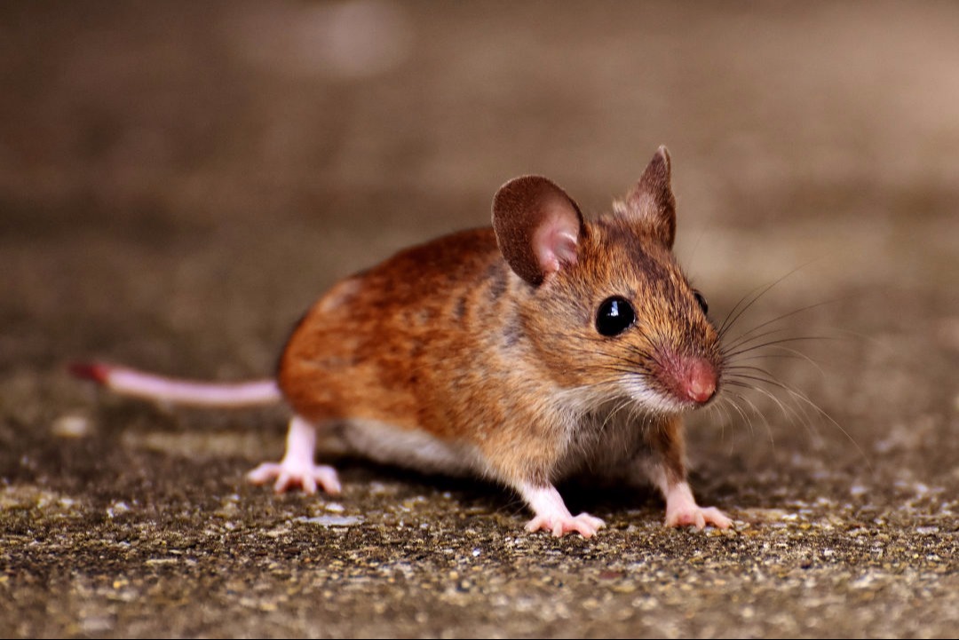 Secured Environments Pest & Wildlife Services - Mouse Invasion