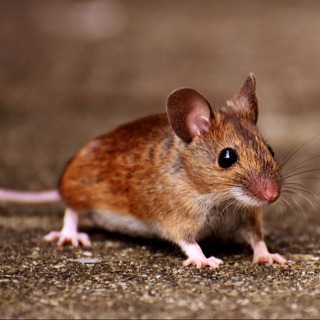 Battling Springtime Mouse Invasions: Effective Control Strategies 