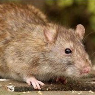 Rodent Control Services: They’re Moving In With You for the Winter Right Now