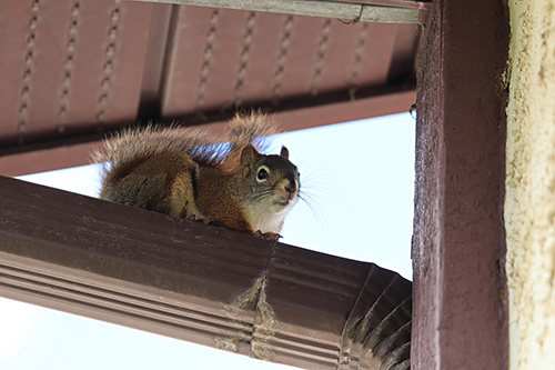 Secured Environments Pest & Wildlife Services - Squirrel