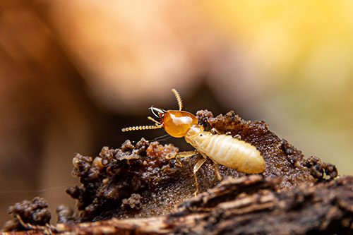 Secured Environments Pest & Wildlife Services - Termite Control