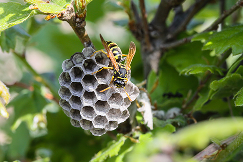 Secured Environments Pest and Wildlife Services - Wasps