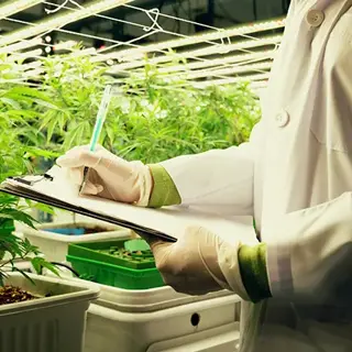 Cannabis Cultivation Pest Control Services Maximize Production Profitability