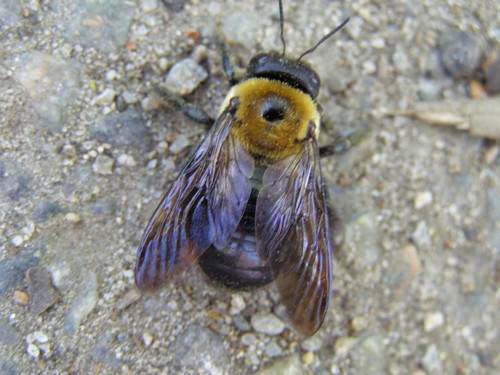 Carpenter Bees