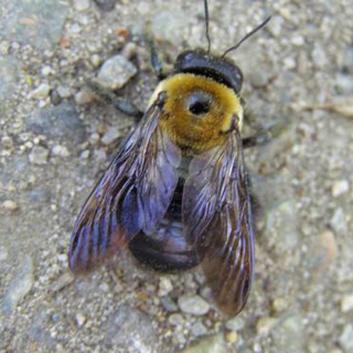 Why Carpenter Bees Love Your Home (and How to Stop Them)