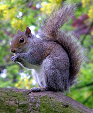 Secured Pests - Squirrel Trapping