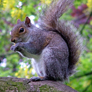 Squirrel Trapping and Removal Services
