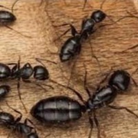 Ants