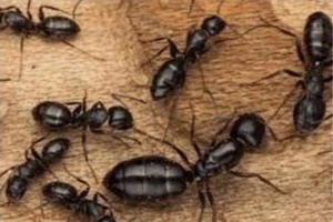 Ants