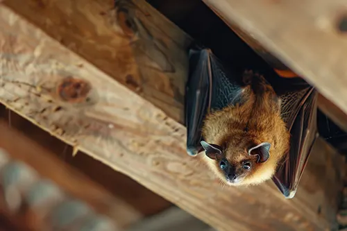 Secured Environment Pest and Wildlife Services - Bat Activity in Spring: What Homeowners Need to Know