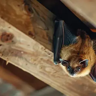 Understanding Bat Activity in Spring: Tips for Homeowners - MA, RI Pest Prevention & Control Solutions