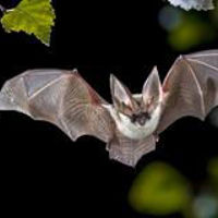Bats