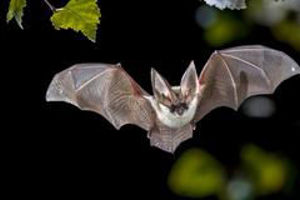 Bats