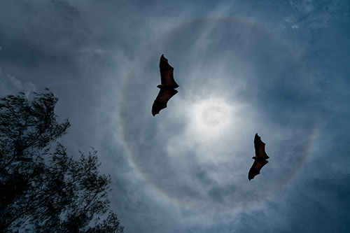 Secured Environments - Bats at Night Sky
