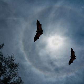 Safe and Humane Bat Control Services via Pembroke’s Secured Environments!