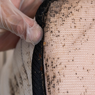 Spring Travel Season is Here—Don’t Pick-Up Bedbugs as a Travel Partner!