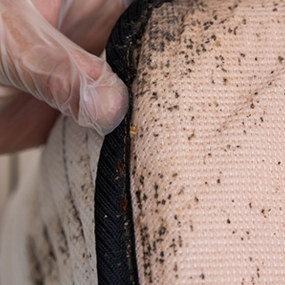 How Do You Get (and Get Rid Of) Bed Bugs in Your House?
