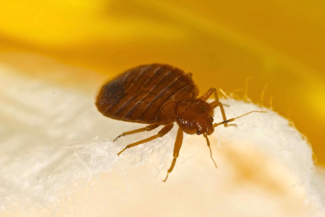 Secured Pest - Bedbug Treatment