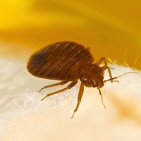Bedbugs