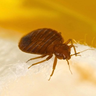 Bedbugs or Fleas in the House? Get Rid of Them Today! 