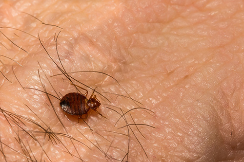 Secured Environments Pest and Wildlife Services - Bedbug Infestation