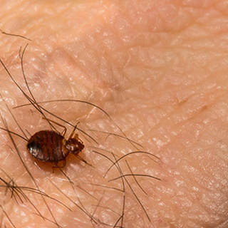 When Bedbugs Bite We’ll Help You Bite Back