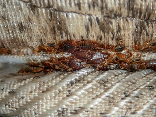 Secured Environments - Get Rid of Bedbugs