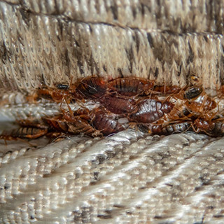 Bed Bugs Infiltration? We’ll Take Care of That