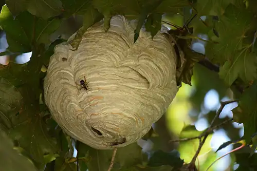 Secured Environments - Bees Nest