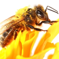 Bees