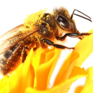 Nuisance Honey Bees? Relocate Them, Don’t Eradicate Them