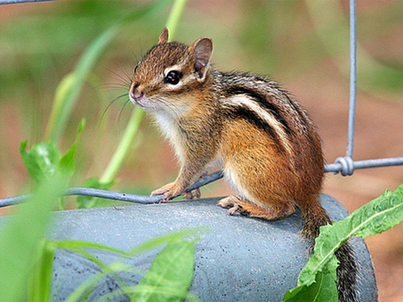 Eastern Chipmunk