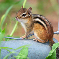 Chipmunks