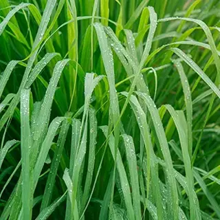 Waltham’s Premier Pest Control Company Suggest Your Best Plants to Naturally Repel Mosquitoes