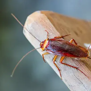 What Attracts Cockroaches and How to Eliminate Their Lures