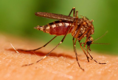 Secured Environment Pest and Wildlife Services - Mosquito Control in Dedham, MA