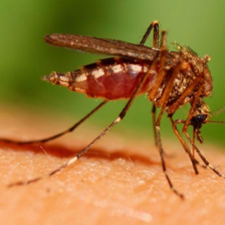 Spring is the Time to Minimize Mosquito Pain and Health Threats