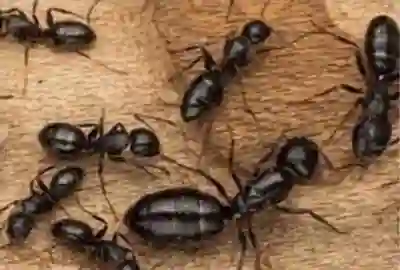 Pest Control - RI & MA