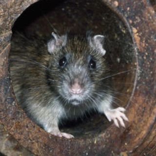 Pest Control Services for Rodent Problems