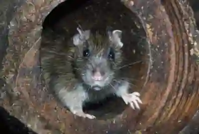 Rodent Control - RI & MA