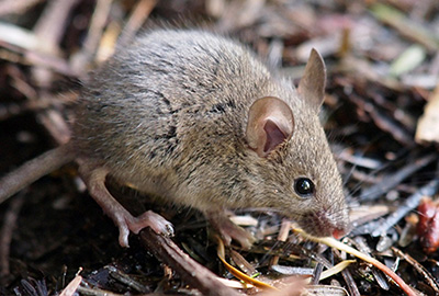 Secured Environments - Rodent Pest Control Services