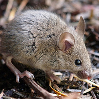 Rodent Pest Control Services: Affordable Solutions  For all Your Pest Control Needs