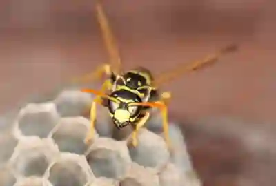 Stinging Insects - RI & MA