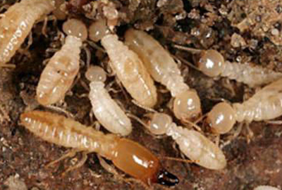 Termites