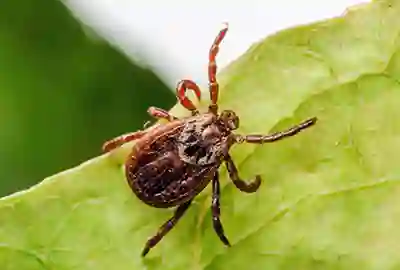 Ticks & Mosquitoes - RI & MA