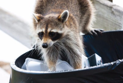 Wildlife Services