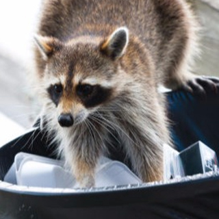 The Dangers of Raccoons Finding Shelter Within Your Home During Winter