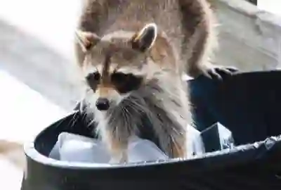 Wildlife Services - RI & MA