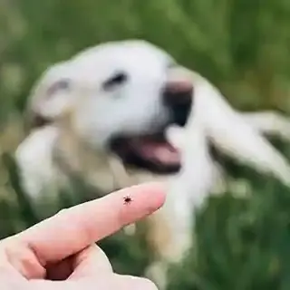 Keep Your Home and Pets Tick-Free